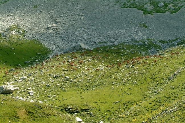 Cerbiatti: generazione 2008